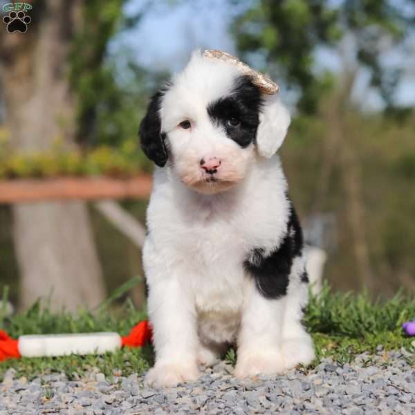 Carla, Sheepadoodle Puppy